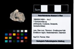 Foto (Objekt + Etikett) von ? Goniodromites sp.  (NHMW-GEO-1990-0041-4804)